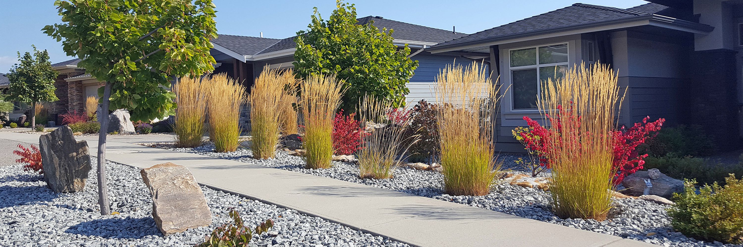 Xeriscape yard